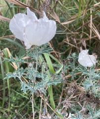 Argemone polyanthemos