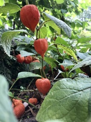 Alkekengi officinarum