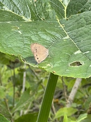 Pindis squamistriga
