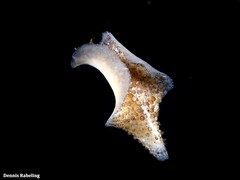 Thysanozoon brocchii