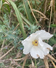 Argemone polyanthemos