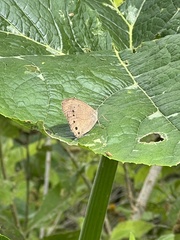 Pindis squamistriga