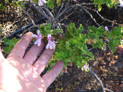 Pelargonium panduriforme