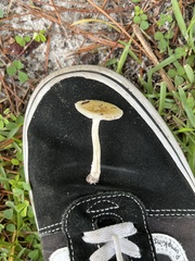 Amanita