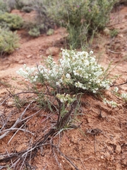 Selago namaquensis