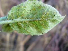 Aphis pomi