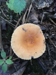 Lactifluus hygrophoroides