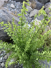 Adiantum aleuticum