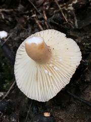 Lactifluus hygrophoroides