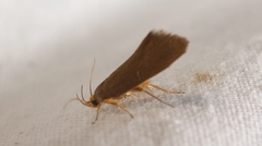 Crassa unitella