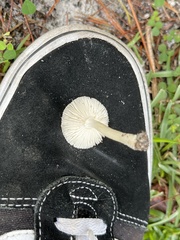 Amanita