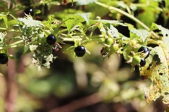Atropa belladonna
