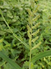Echinochloa colona
