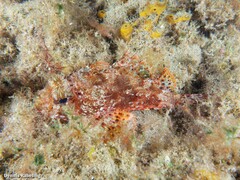 Scorpaena notata
