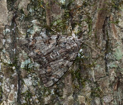 Catocala lacrymosa