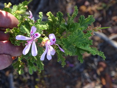 Pelargonium panduriforme