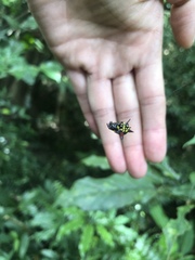 Gasteracantha sauteri