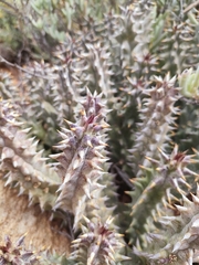 Quaqua mammillaris