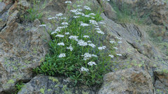 Achillea erba-rotta