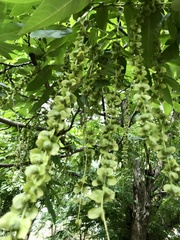 Pterocarya