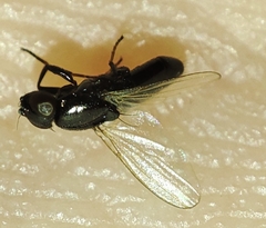 Milichiidae