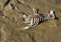 Pontastacus leptodactylus