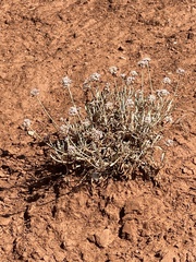 Eriogonum pauciflorum