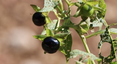 Atropa belladonna