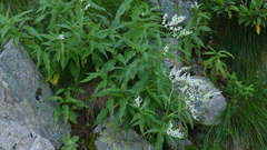 Koenigia alpina