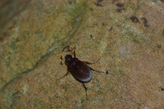 Maladera holosericea
