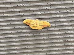 Antheraea yamamai