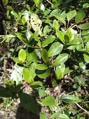 Miconia squamulosa