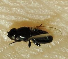 Milichiidae
