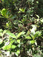 Miconia squamulosa