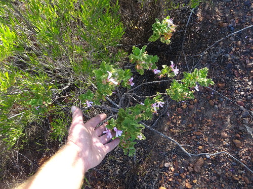 Image of Pelargonium panduriforme by (c) Shaun Swanepoel, some rights reserved (CC BY)