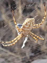 Argiope lobata