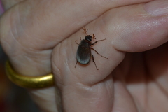 Maladera holosericea