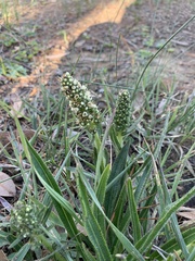 Echiostachys incanus