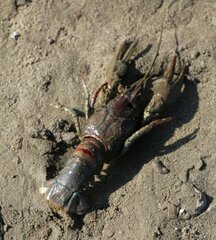 Pontastacus leptodactylus