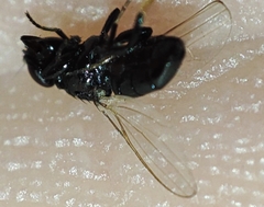 Milichiidae