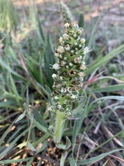 Echiostachys incanus