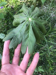 Podophyllum peltatum