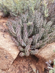Quaqua mammillaris