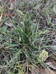 Echiostachys incanus