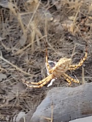 Argiope lobata