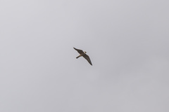 Falco vespertinus