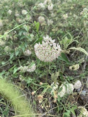 Funastrum cynanchoides