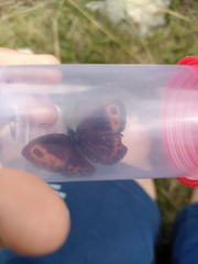 Erebia euryale