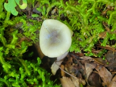 Russula fragilis
