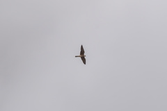 Falco vespertinus